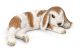 SCHLEICH - Farm Life, Widderchen, liegend