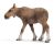 SCHLEICH - Wild Life, Elch Kuh