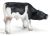 SCHLEICH - Farm Life, Kalb Schwarzbunt, saugend