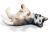 SCHLEICH - Farm Life, Husky Welpe, liegend