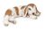 SCHLEICH - Farm Life, Widderchen, liegend